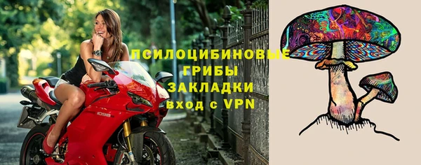 гашик Дмитров